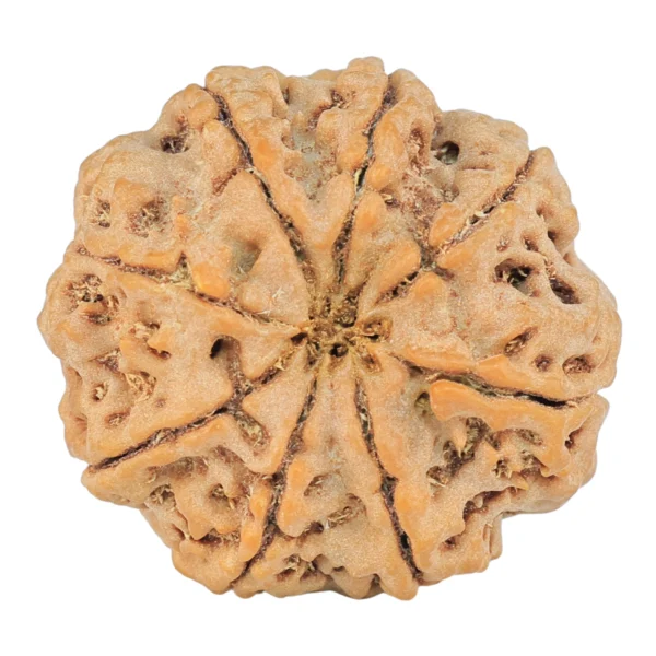 8 Mukhi Rudraksha 26mm 5.72gm - Rudraksha back