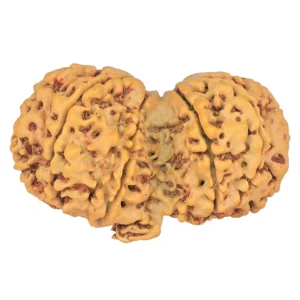 12 MK Gaurishankar 37mm 6.34gm - Rudraksha back