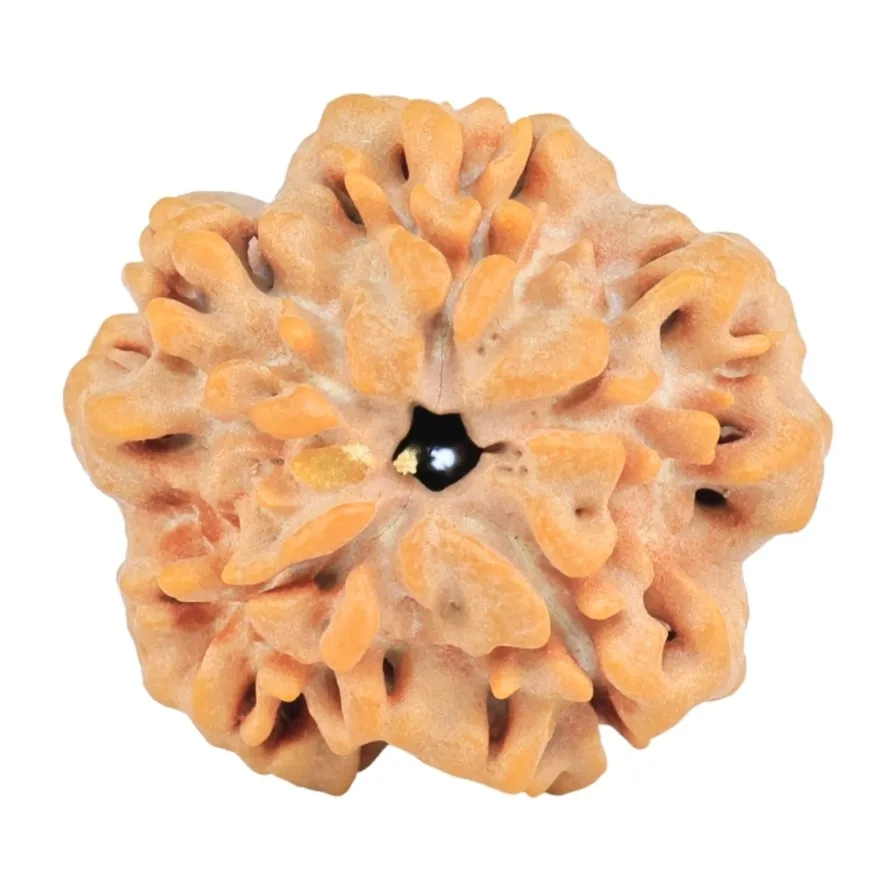 1MK(Underdeveloped) 21.6mm 3.31gm - Rudraksha back