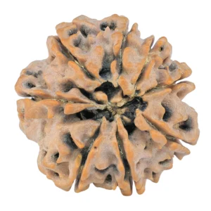 8 Mukhi Rudraksha 26.9mm 5.66gm - Rudraksha back
