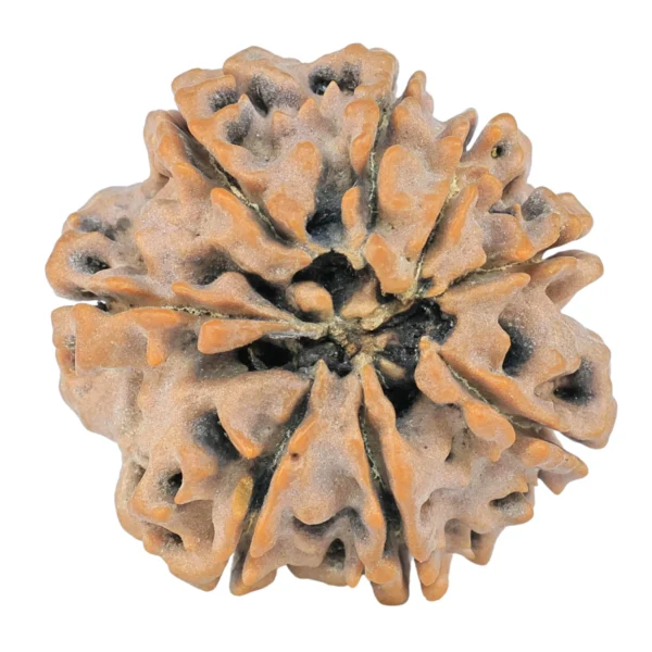8 Mukhi Rudraksha 26.9mm 5.66gm - Rudraksha back