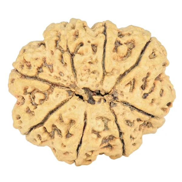 8 Mukhi Rudraksha 31.7mm 6.75gm - Rudraksha back