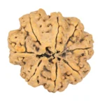 8 Mukhi Rudraksha 30.6mm 5.18gm - Rudraksha back