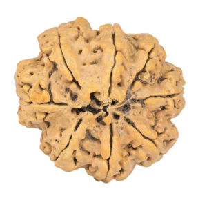 8 Mukhi Rudraksha 30.6mm 5.18gm - Rudraksha back