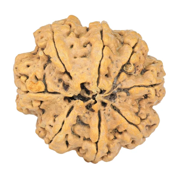 8 Mukhi Rudraksha 30.6mm 5.18gm - Rudraksha back