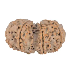 9 MK Gaurishankar 41.1mm 9.62gm - Rudraksha back