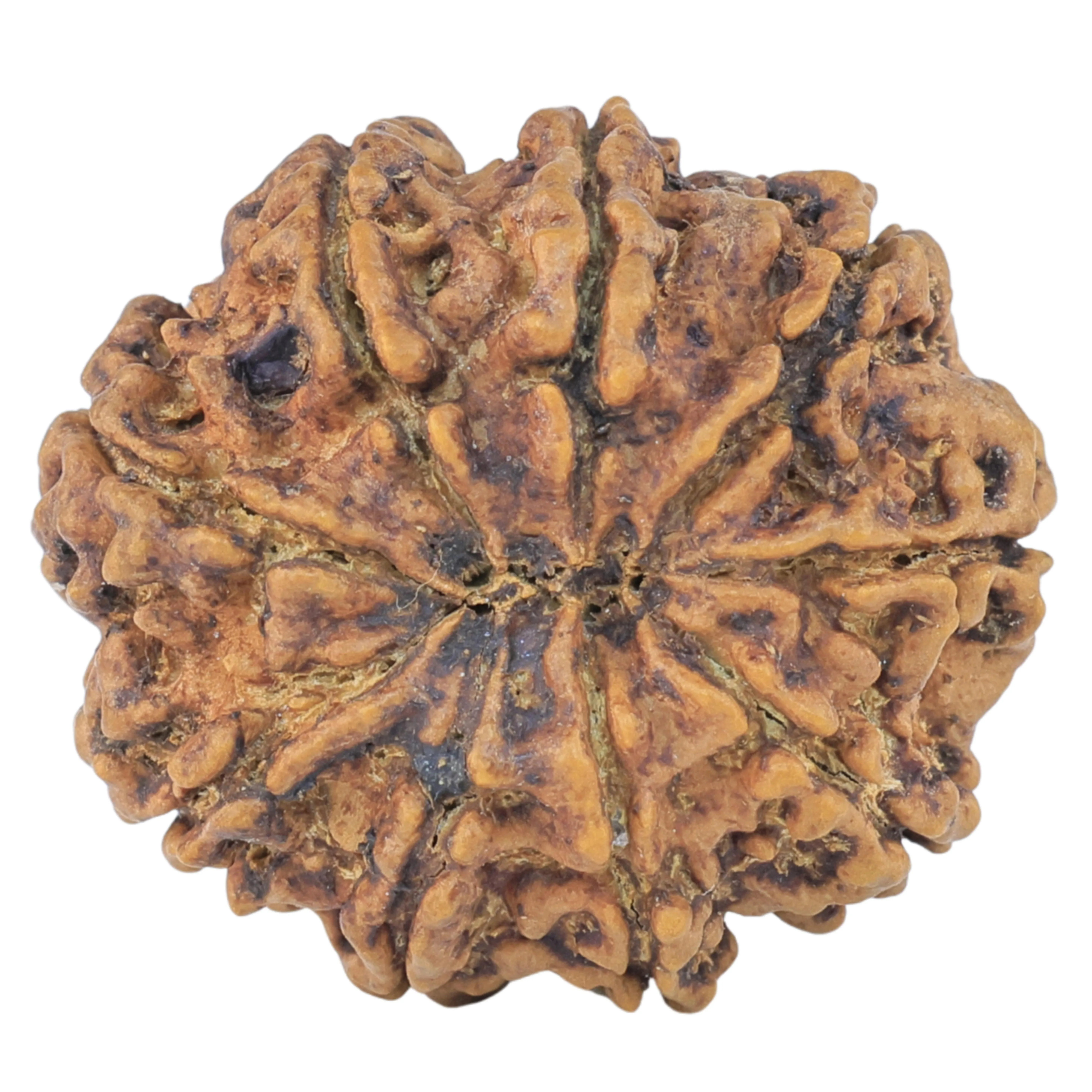rudraksha_back_image-_Bu2Z.jpg 9 Mukhi Rudraksha 27mm 5gm - Rudraksha back