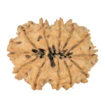 12 Mukhi Rudraksha 32.4mm 5gm - Rudraksha back