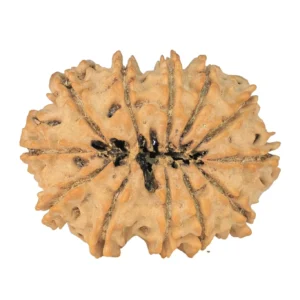 12 Mukhi Rudraksha 32.4mm 5gm - Rudraksha back