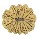 12 Mukhi Rudraksha 36.7mm 8.5gm - Rudraksha back