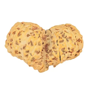 10 Mk Gaurishankar 38.8mm 7.67gm - Rudraksha back