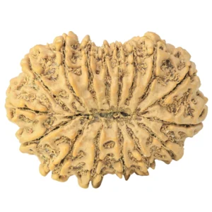 16 Mukhi Rudraksha 34.9mm 7.4gm - Rudraksha back