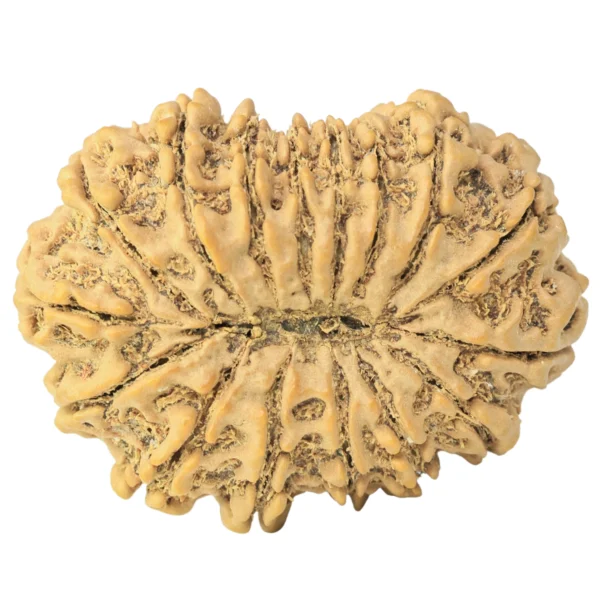 16 Mukhi Rudraksha 34.9mm 7.4gm - Rudraksha back