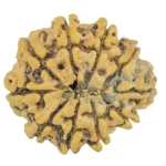 10 Mukhi Rudraksha 29.2mm 4.84gm - Rudraksha back