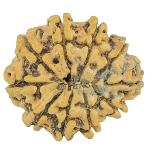 10 Mukhi Rudraksha 29.2mm 4.84gm - Rudraksha back