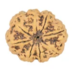8 Mukhi Rudraksha 27.6mm 4.88gm - Rudraksha back