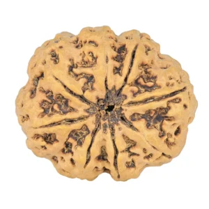 8 Mukhi Rudraksha 27.6mm 4.88gm - Rudraksha back