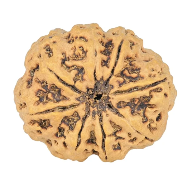 8 Mukhi Rudraksha 27.6mm 4.88gm - Rudraksha back