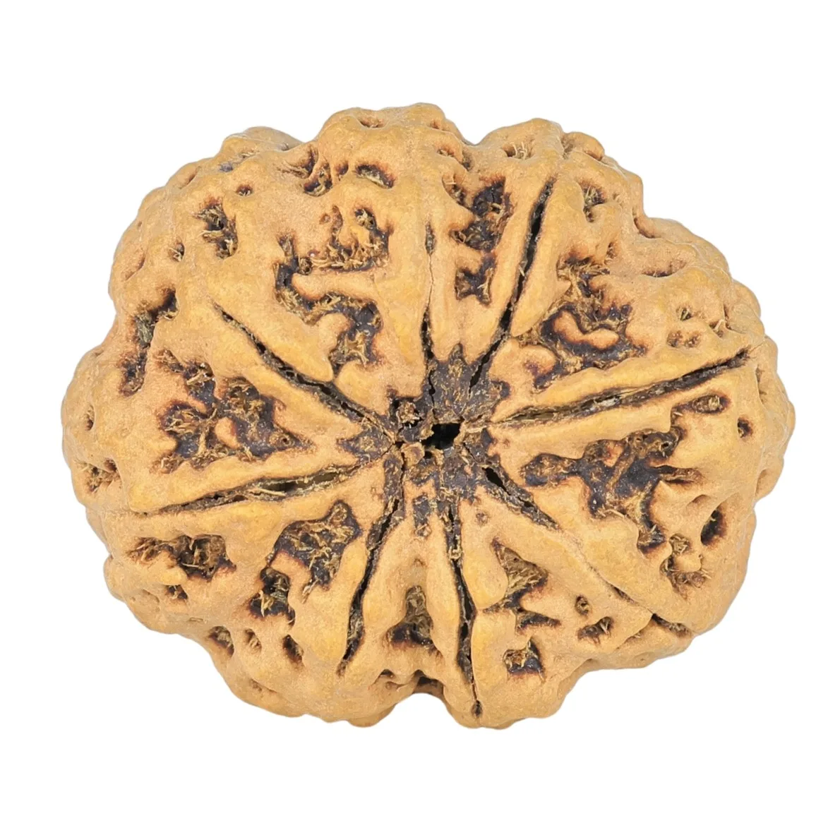 8 Mukhi Rudraksha 27.6mm 4.88gm - Rudraksha back