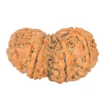 11 MK Gaurishankar 35.2mm 7gm - Rudraksha back