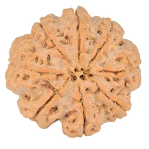 8 Mukhi Rudraksha 31.9mm 10.34gm - Rudraksha back