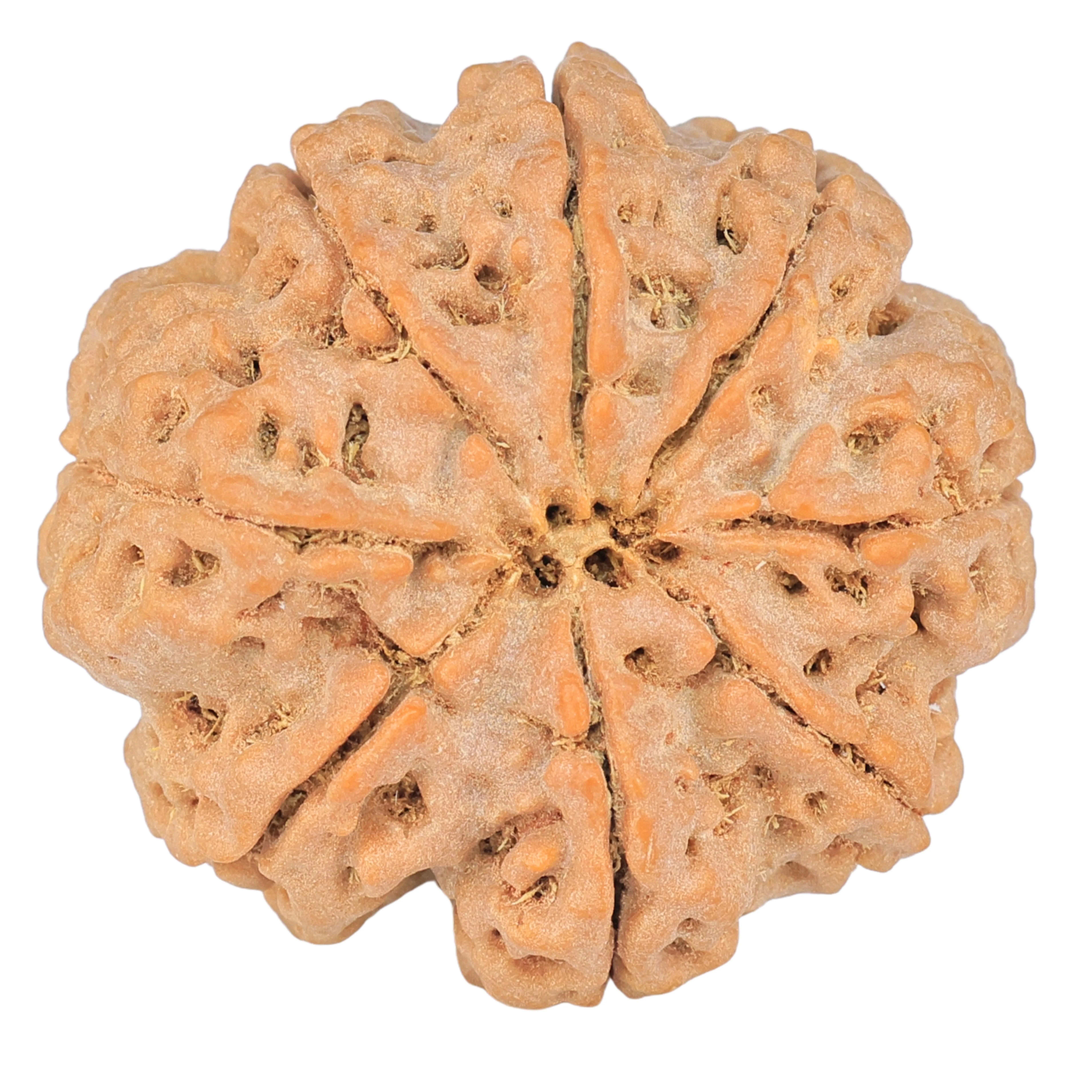 rudraksha_back_image-_I32_.jpg 8 Mukhi Rudraksha 31.9mm 10.34gm - Rudraksha back