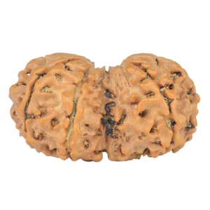 7 MK Gaurishankar 30.8mm 4.28gm - Rudraksha back