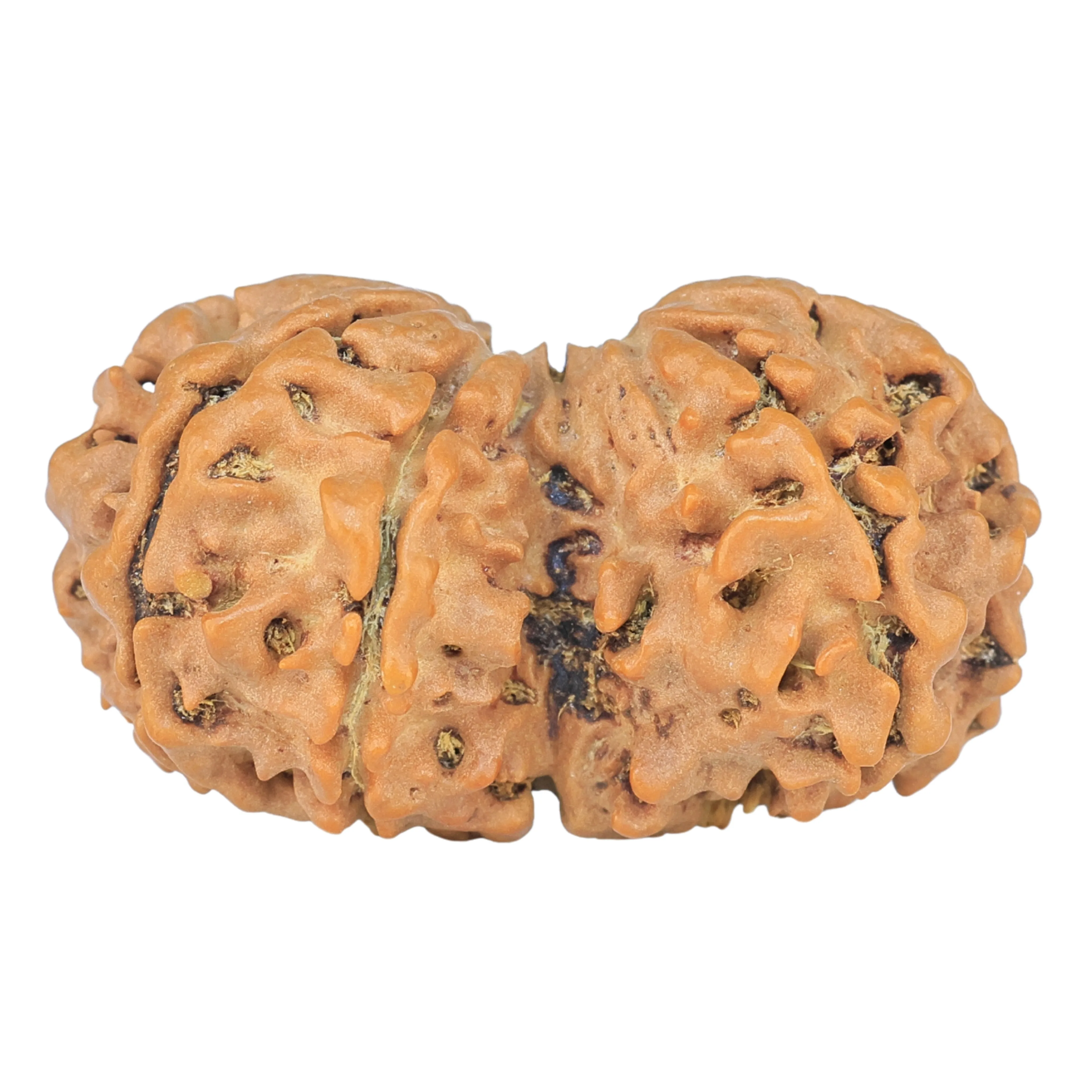 7 MK Gaurishankar 30.8mm 4.28gm - Rudraksha back