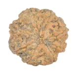 8 Mukhi Rudraksha 26.8mm 6.63gm - Rudraksha back