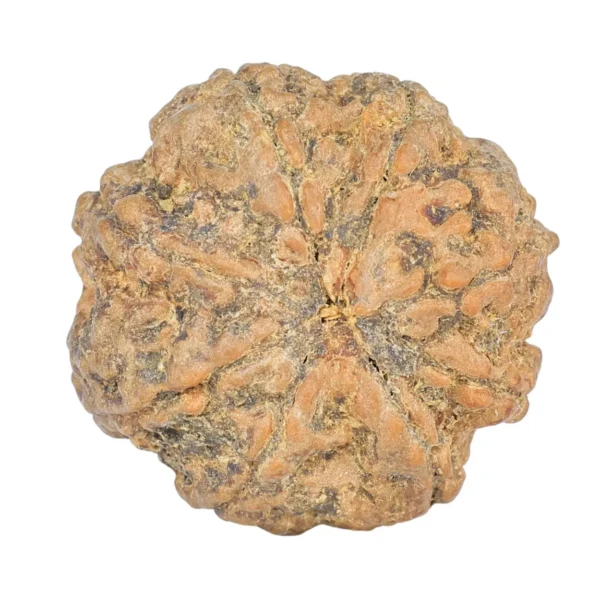 8 Mukhi Rudraksha 26.8mm 6.63gm - Rudraksha back