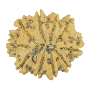 10 Mukhi Rudraksha 24.6mm 3.76gm - Rudraksha back