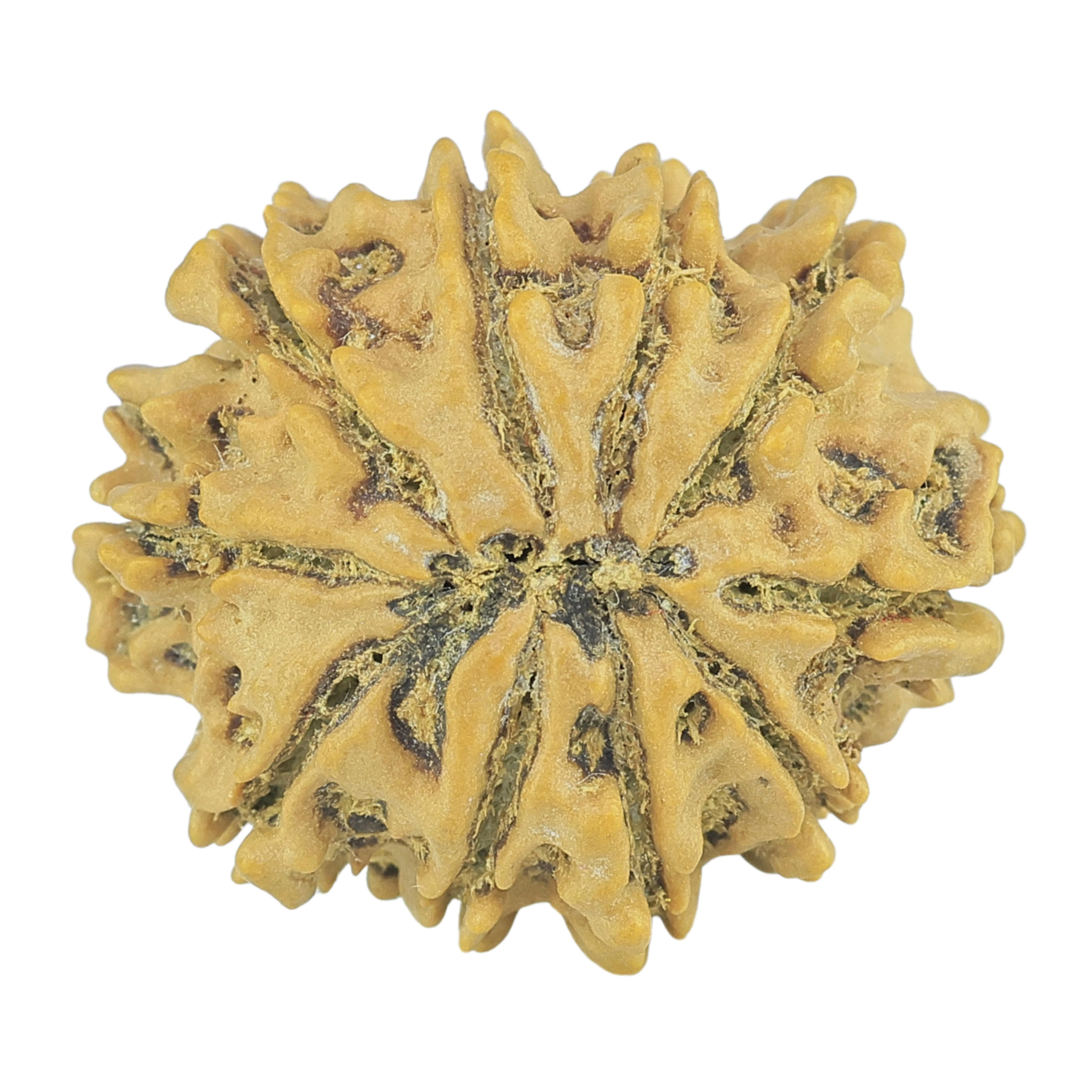 10 Mukhi Rudraksha 24.6mm 3.76gm - Rudraksha back