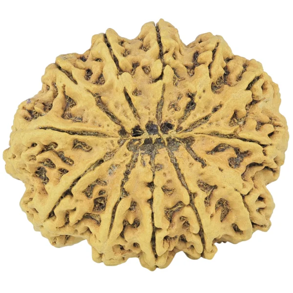 12 Mukhi Rudraksha 38.6mm 8.75gm - Rudraksha back