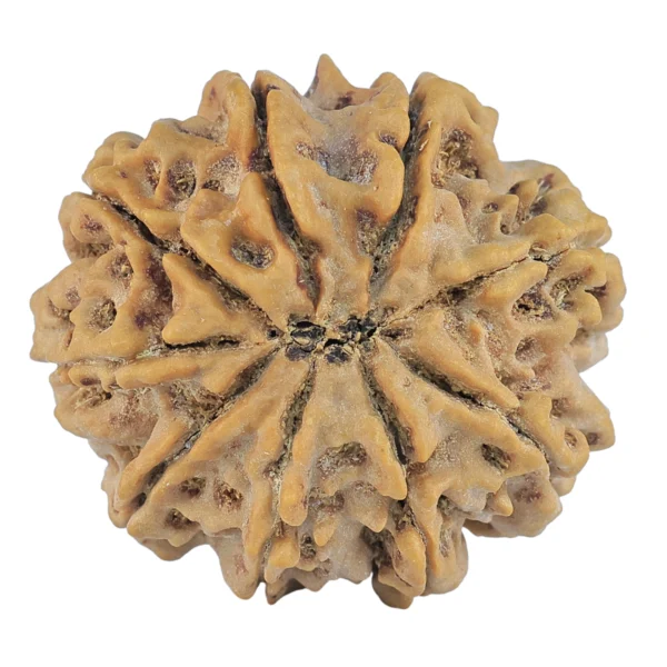 9 Mukhi Rudraksha 30.2mm 7.55gm - Rudraksha back