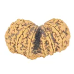 12 MK Gaurishankar 39.7mm 8.1gm - Rudraksha back