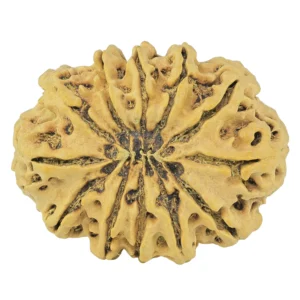 12 Mukhi Rudraksha 35mm 5.49gm - Rudraksha back