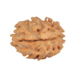 1 Mukhi Rudraksha 21mm 2.19gm - Rudraksha back