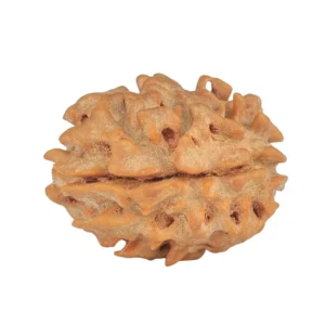 1 Mukhi Rudraksha 21mm 2.19gm - Rudraksha back