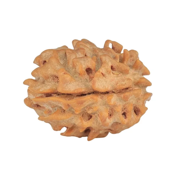 1 Mukhi Rudraksha 21mm 2.19gm - Rudraksha back