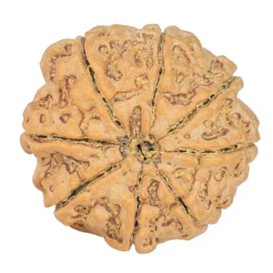 8 Mukhi Rudraksha 26.4mm 5.73gm - Rudraksha back