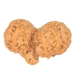 11 MK Gaurishankar 38mm 7.58gm - Rudraksha back