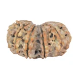 13 MK Gaurishankar 32.1mm 6gm - Rudraksha back