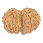 13 MK Gaurishankar 32.3mm 6.6gm - Rudraksha back