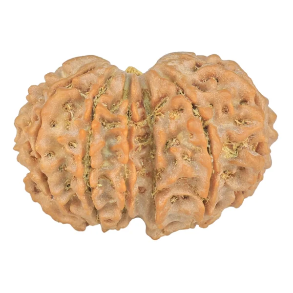 13 MK Gaurishankar 32.3mm 6.6gm - Rudraksha back