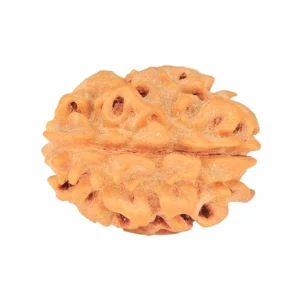 1 Mukhi Rudraksha 20.9mm 2.42gm - Rudraksha back