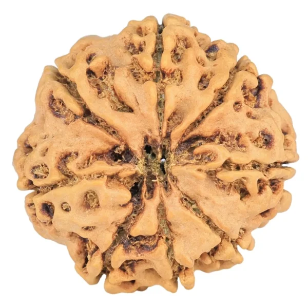 8 Mukhi Rudraksha 24.8mm 3.93gm - Rudraksha back