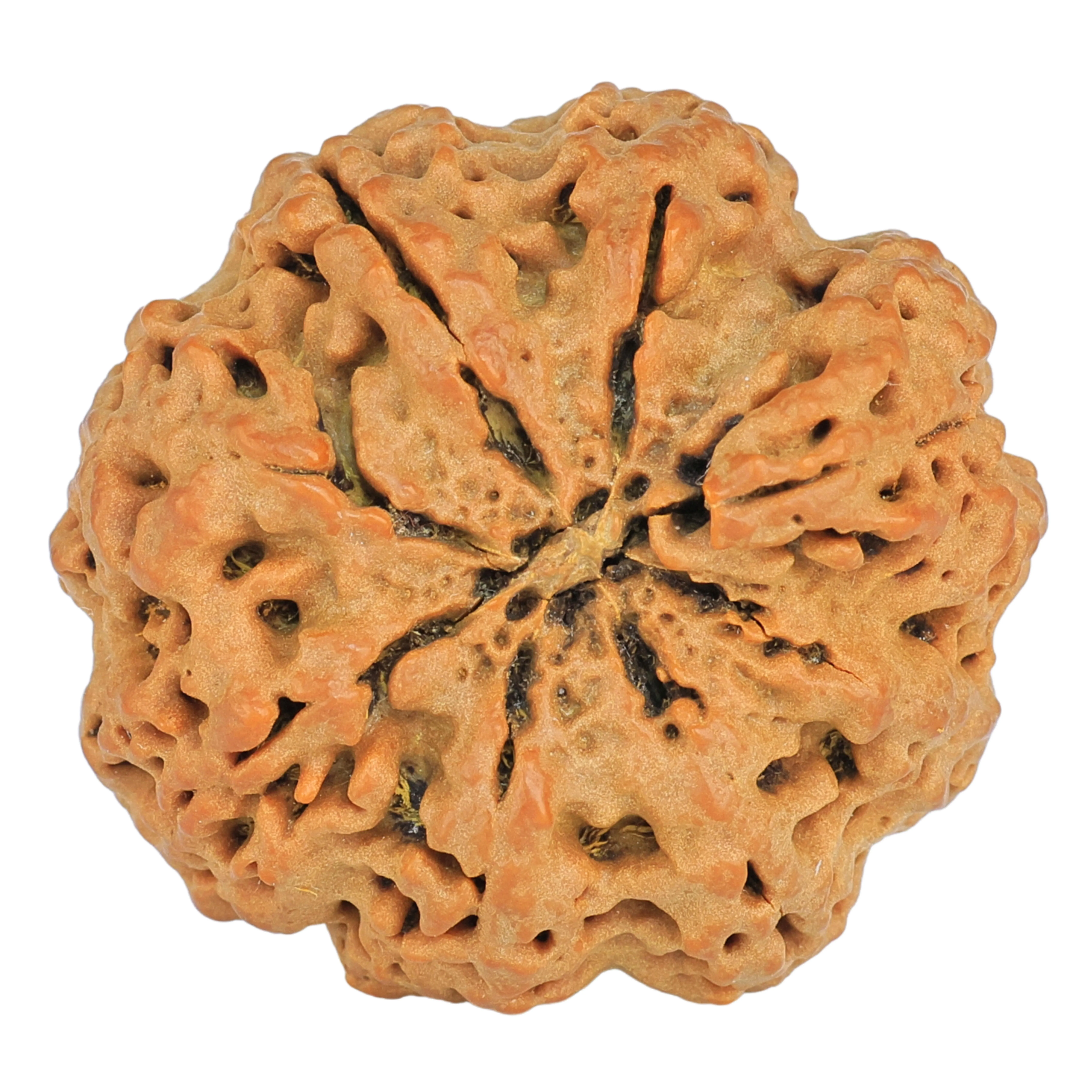 rudraksha_back_image-_Ui_8.jpg 8 Mukhi Rudraksha 31.6mm 8.29gm - Rudraksha back