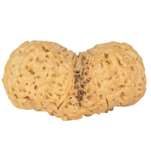 11 MK Gaurishankar 38.3mm 7.17gm - Rudraksha back