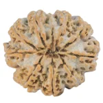 9 Mukhi Rudraksha 28mm 6.1gm - Rudraksha back