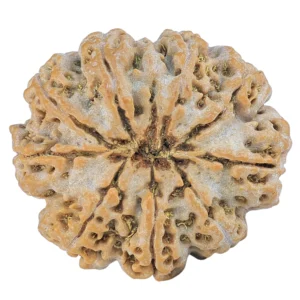 9 Mukhi Rudraksha 28mm 6.1gm - Rudraksha back